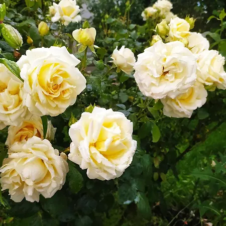 Проживание в семье Auf Zwei Ebenen